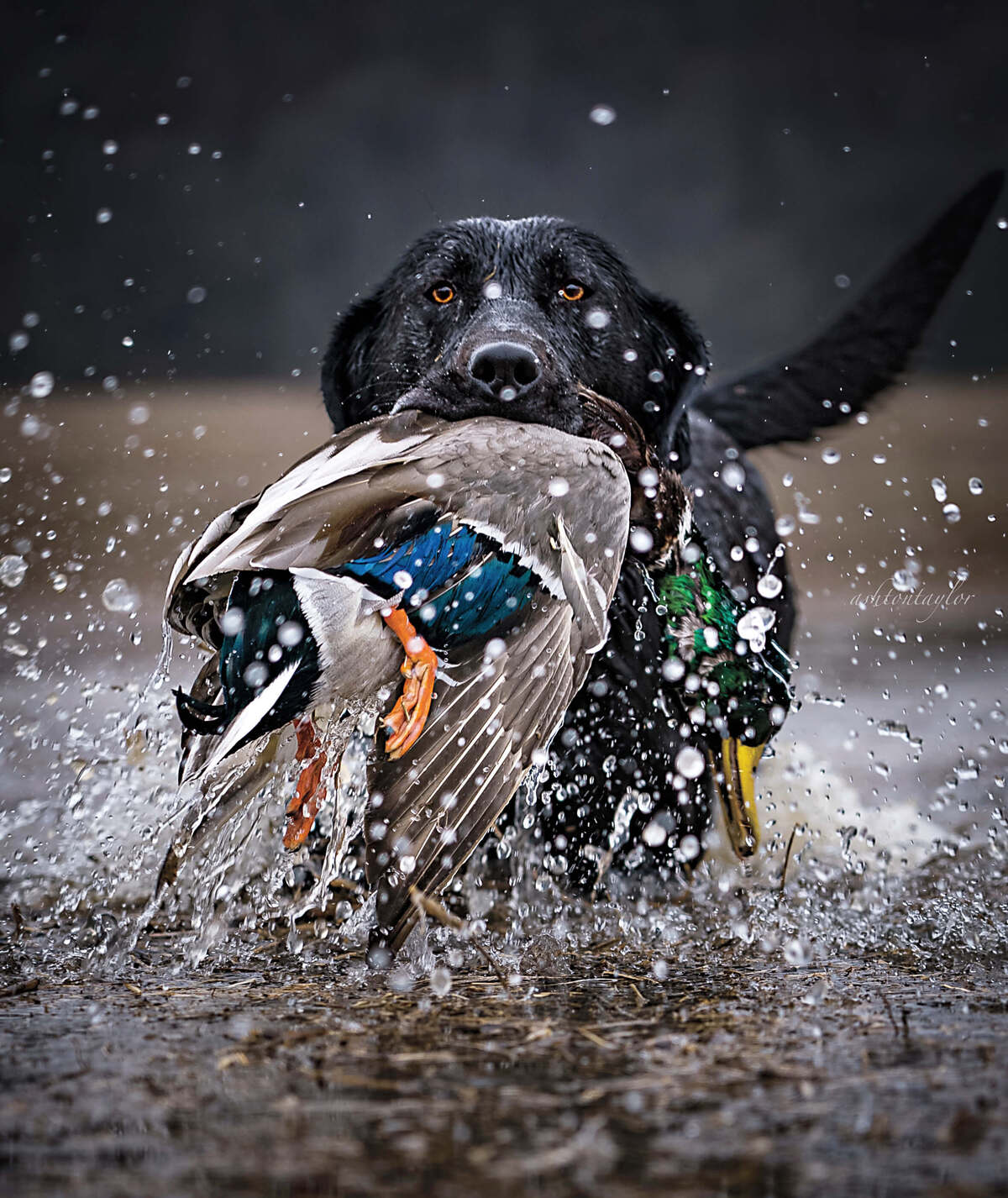 Black lab retrieving a harvest drake mallard during a duck hunt. Photo by Ashton Taylor